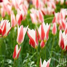 Top Tulips That Come Back Every Year Tulips Tulips Flowers Red And White Flowers