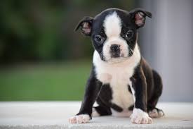 Click here to be notified when new boston terrier puppies are listed. Boston Terrier Puppy For Sale In Fredericksburg Oh Adn 50242 On Puppyfinder Com Gender Female Age 12 Weeks Old Boston Terrier Boston Terrier Puppy Terrier