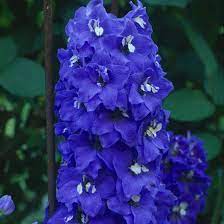 Delphinium Blue Bird Finegardening Delphinium Container Flowers Annual Plants