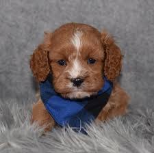 The cavapoo can be brown, blonde, white, black, gold and tawny. Cavapoo Puppies For Sale In Pa Ridgewood S Cavapoo Puppy Adoptions