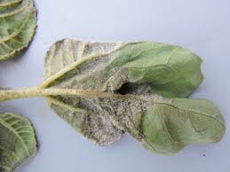 Image result for Pseudopeziza tracheiphila