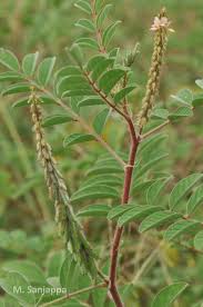 Image result for Indigofera astragalina