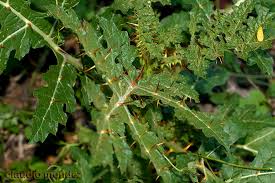 Image result for Solanum sisymbriifolium