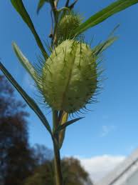 Image result for Gomphocarpus fruticosus