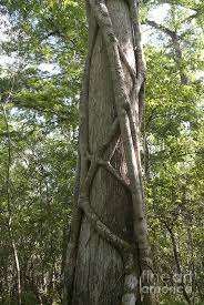 You will often see florida's cypress trees growing in the everglades, with their large swollen trunk bases surrounded by water. Strangler Fig And Cypress Tree Florida Photograph By Scott Camazine