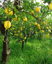 Maybe you would like to learn more about one of these? Lemons Lemon Tree Fruit Garden Fruit Trees