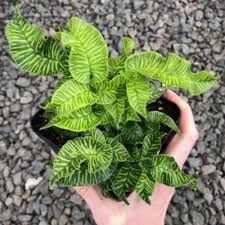 Image result for Coniogramme africana