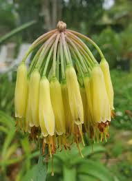 Image result for Aloe aculeata × globuligemma