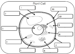 Aids in the manufacture, packaging and distribution of protein that is made in the cell. Plant Cell Organelles And Their Functions Diagram Quizlet