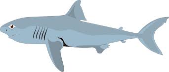 We did not find results for: 630 Gambar Ikan Hiu Kartun Png Hd Terbaru Gambar Hewan