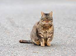 The normal temperature range for cats is 100º to 102.5ºf. How To Tell If Your Cat Is Pregnant 5 Tell Tale Signs Care Com