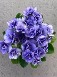 General micro african violet care: African Violets What S Old Is New Again