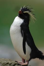 Birds That Look Like Penguins Community Post 25 Animals That Are Incredibly Proud Of Themselves Penguins Cute Penguins Rockhopper Penguin