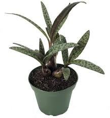 Image result for Ledebouria