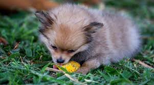 There are lots of other fruits and vegetables that can be fed to your dog in moderation. Can Dogs Eat Mango Is Mango A Safe Fruit For Dogs