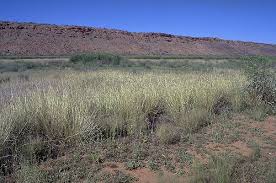 Image result for Dichanthium annulatum