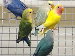 Check spelling or type a new query. Birds For Sale Birdtrader