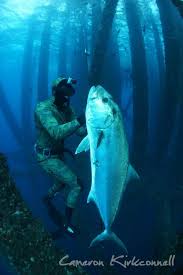 Spearfishing footage from the past few years of freedive spearfishing with friends in florida and the bahamas. Pin On Spearfishing