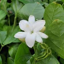 Image result for Jasminum schimperi