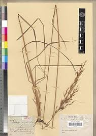 Image result for Loudetia simplex