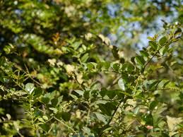 Image result for Scutia myrtina