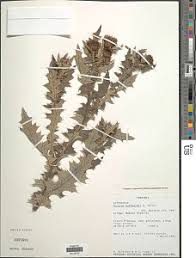 Image result for Cirsium  buchwaldii