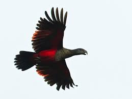 There are sulfur crested parrots and then there are the bronze winged parrots. Pesquet S Parrot Ebird