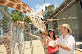 Read lyrics to camel train to yamba download lyrics in pdf file song by john williamson. Discography John Williamson