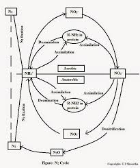 Nitrogen is an important component of all proteins the easy diagram of the nitrogen cycle shown in two versions here is for the simple nitrogen cycle that applies to plants other than legumes. My Scientific Blog Research And Articles February 2015