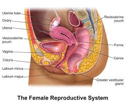 The mucosal lining of the stomach is simple columnar epithelium with numerous tubular gastric glands. The Female Reproductive System Boundless Anatomy And Physiology