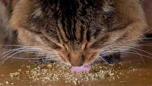 The three flavors offered are peanut, banana and apple, turkey dinner, and maple bacon. Cbd Oil For Cats Can It Help Felines Feel Better Cattime