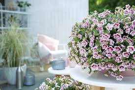 Calibrachoa are hybrids, so some seeds may not sprout. Calibrachoa How To Plant Grow And Care For Million Bells Flower Hgtv