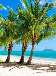 It was some much fun trying this for the first time. Coconut Trees At Secret Island Elements Of Bliss Photography Landscapes Nature Beach Ocean Islands Artpal