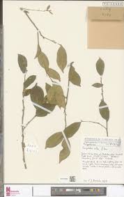 Image result for Carpolobia