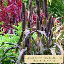 Image result for Dichapetalum edule