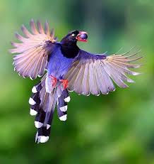 Bird With Red Neck And Head Epingle Sur Birds