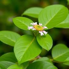 Image result for Vitex doniana