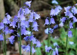 English Bluebells Bluebells Blue Bell Flowers Beautiful Flowers