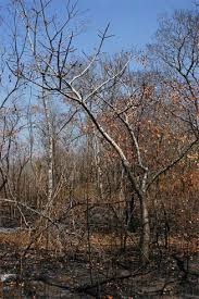 Image result for Lannea discolor