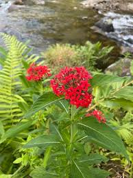 Image result for Rhodopentas
