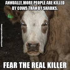 Funny Picture Of The Day Official Site August 9th 2013 3am Funny Captions Funny Animals Funny Animal Pictures