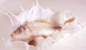 Is It Safe To Drink Milk After Fish Can I Drink Milk After Fish