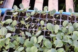 Image result for tomato seedling damping off