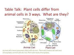 However, animal and plant cells have several differences in structure that reflect their different functions. Chapter 3 Section 2 Looking Inside Cells Organelles Small Structures Within The Cell That Carry Out Specific Functions Think Of The Cell As A Factory Ppt Download