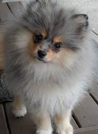 Glamorous exotic tricolor blue merle pomeranian puppy male. Pin On Zhivotnye