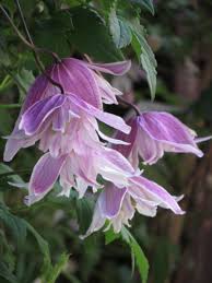 This delightful clematis makes a lovely specimen that copes well with a north facing position and requires little maintenance. Clematis Macropetala Propertius Clematis Flower Clematis Flowering Vines
