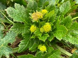 Image result for Sanicula