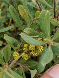 Image result for Myricaceae