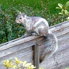 Albino And Piebald Grey Squirrel Squirrel Chipmunks Squirrel Pictures
