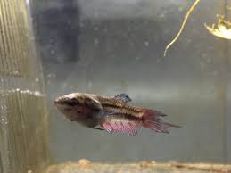 Stressed bettas often have poor appetites and may be seen swimming right past new food. Stress Stripes On Betta My Aquarium Club